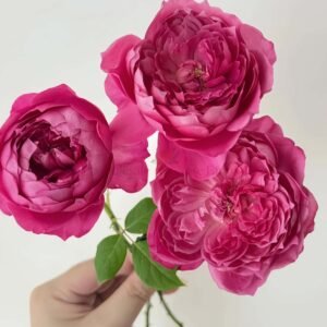 Nian Nu Jiao Rose丨Wholesale Rose Farms