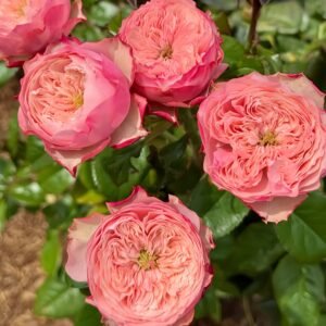 Northanger Abbey Rose plant丨Wholesale Rose Farms