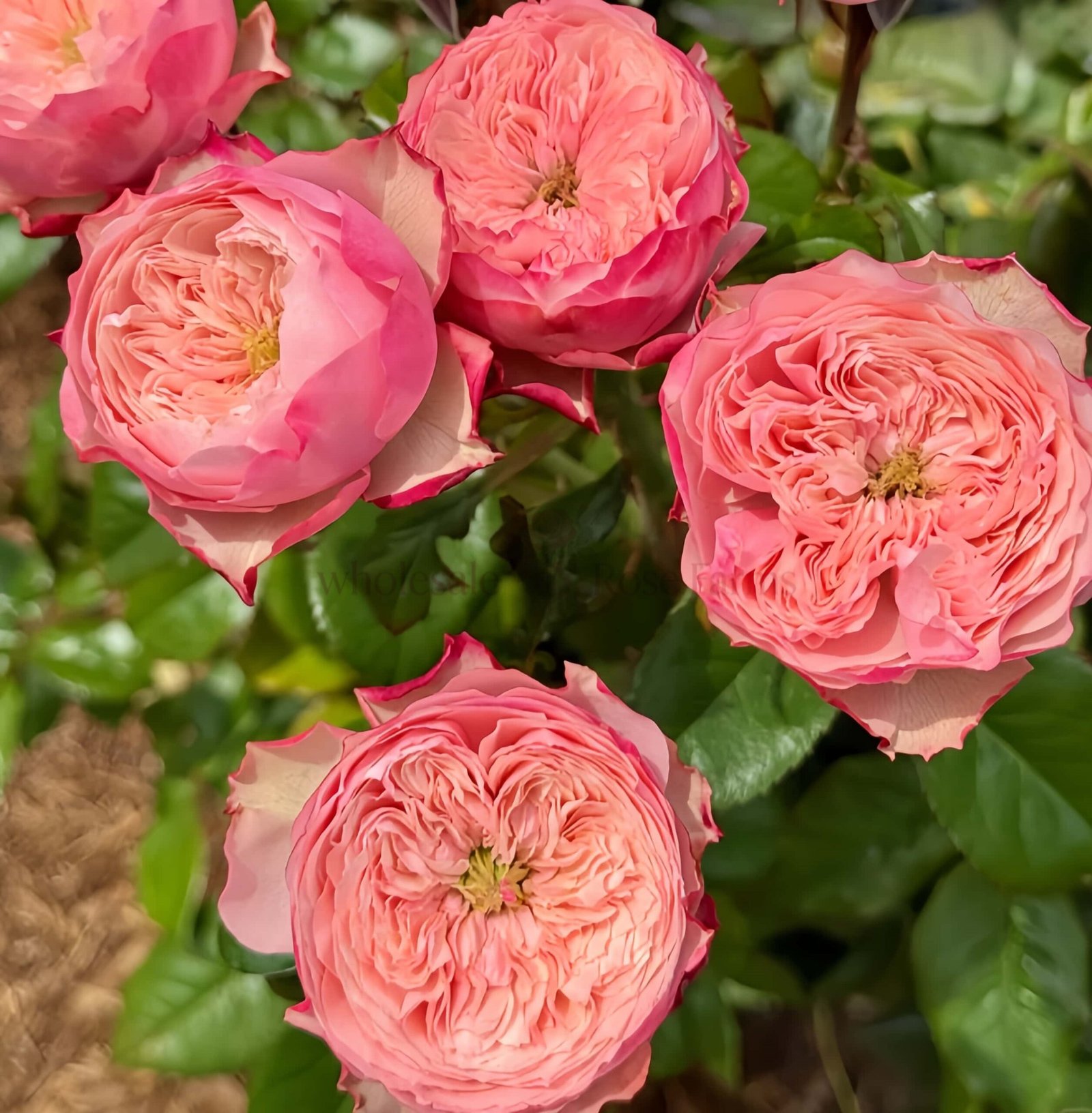 Northanger Abbey Rose plant丨Wholesale Rose Farms