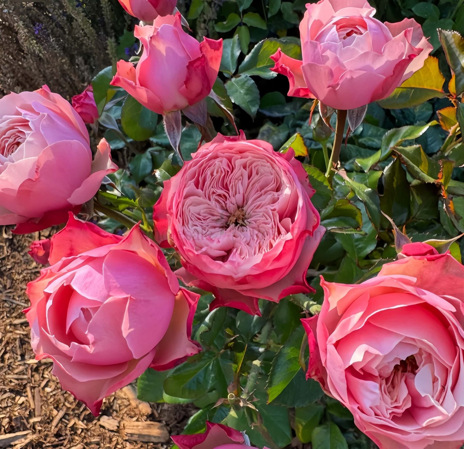 Northanger Abbey Rose丨Wholesale Rose Farms