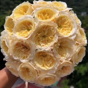 Pearl Drift Rose plant丨Wholesale Rose Farms