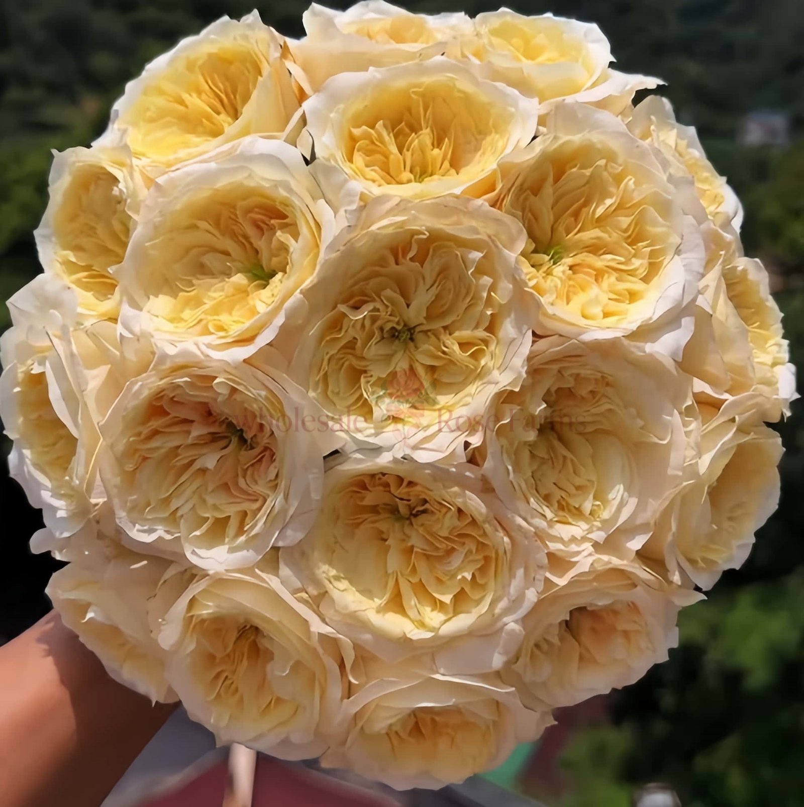 Pearl Drift Rose plant丨Wholesale Rose Farms