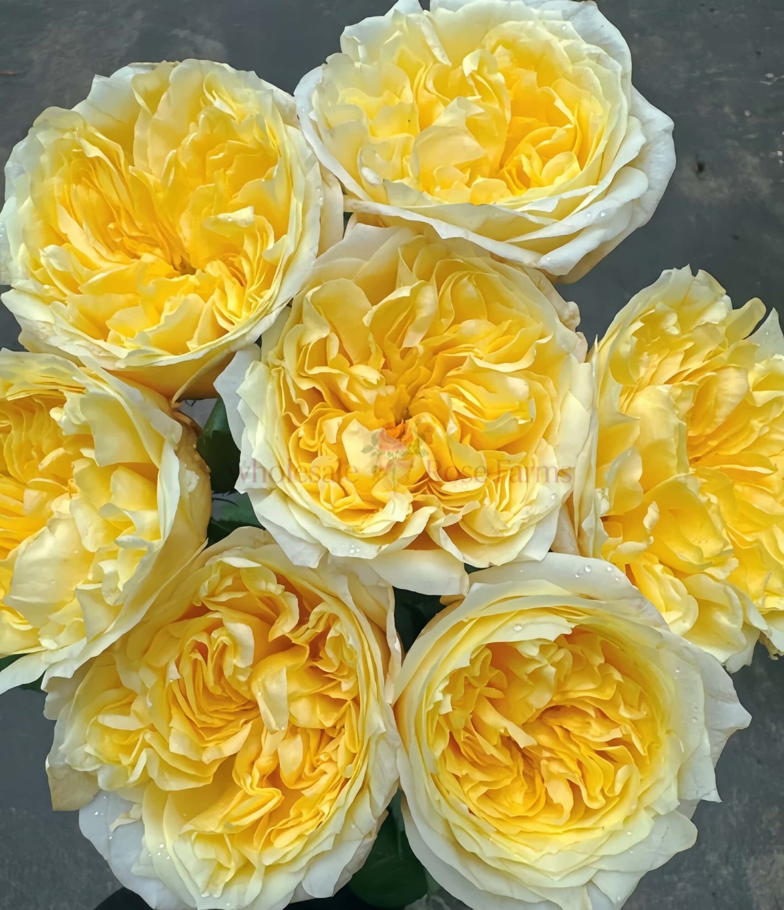 Pearl Drift Rose丨Wholesale Rose Farms