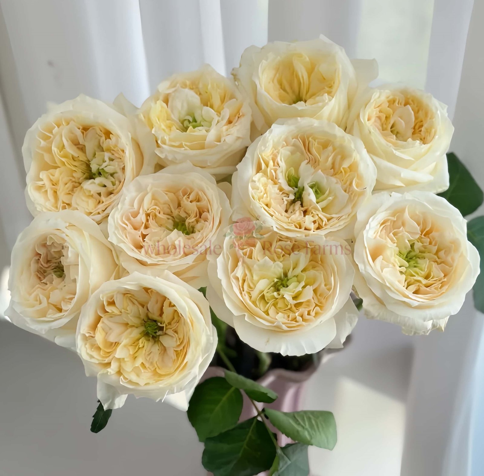 Pearl Drift Rose for Wholesale丨Wholesale Rose Farms