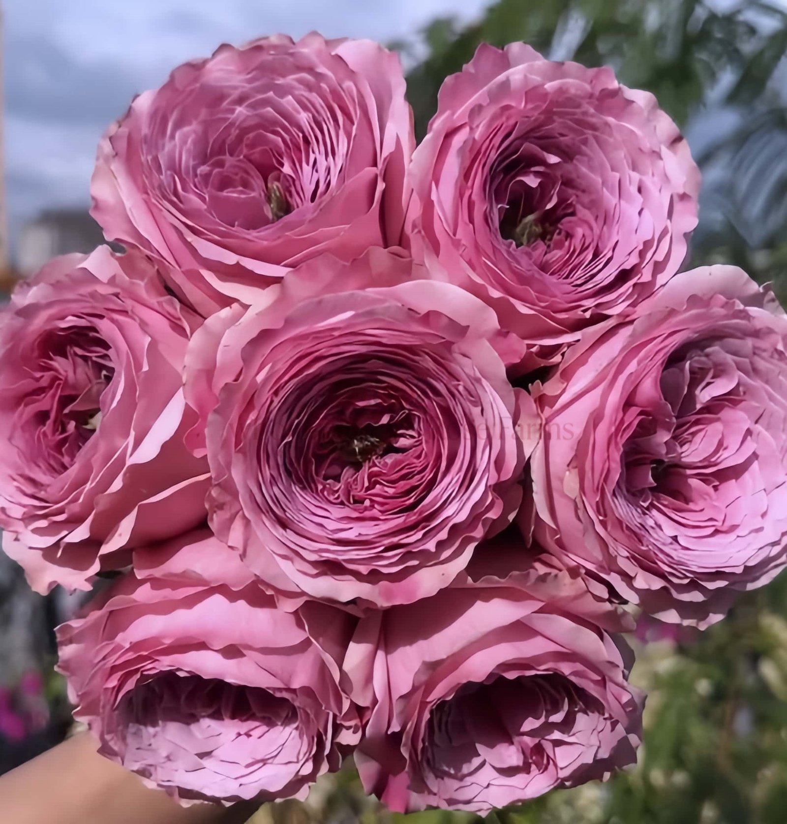 Peonikiss Rose for Wholesale丨Wholesale Rose Farms