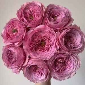 Peonikiss Rose丨Wholesale Rose Farms