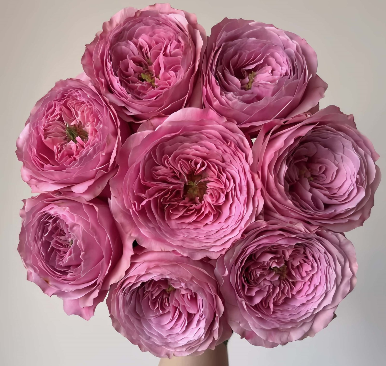 Peonikiss Rose丨Wholesale Rose Farms