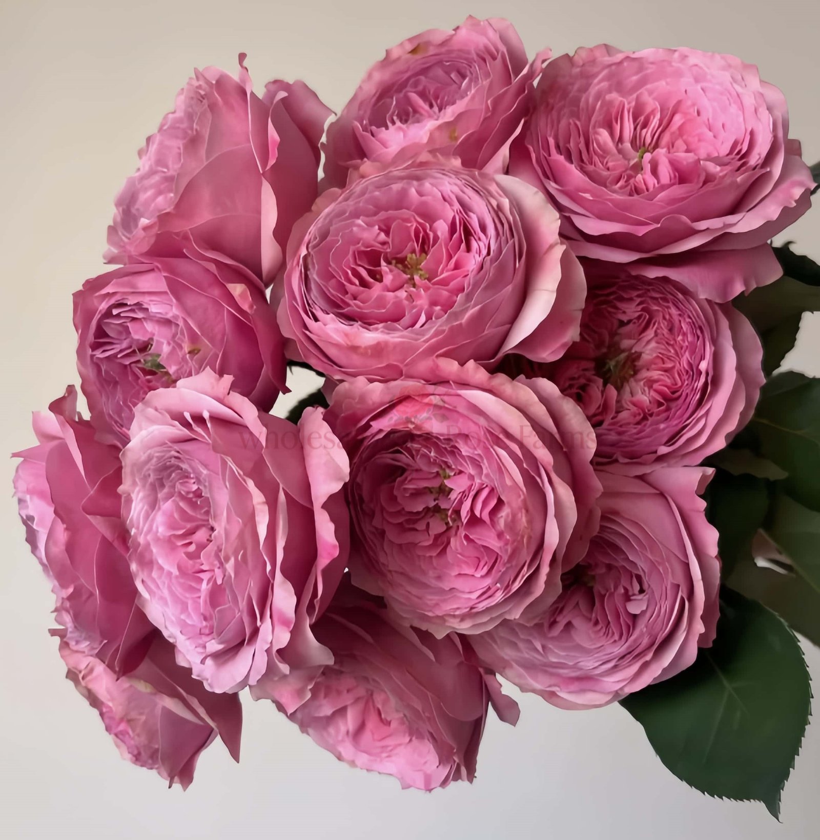 Peonikiss Rose plant丨Wholesale Rose Farms