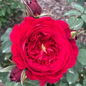 PeonyRed Rose for Wholesale丨Wholesale Rose Farms