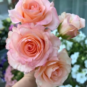 Petticoat Freelander Rose plant丨Wholesale Rose Farms