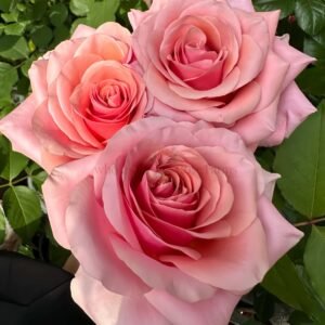 Pink Wave Rose plant丨Wholesale Rose Farms