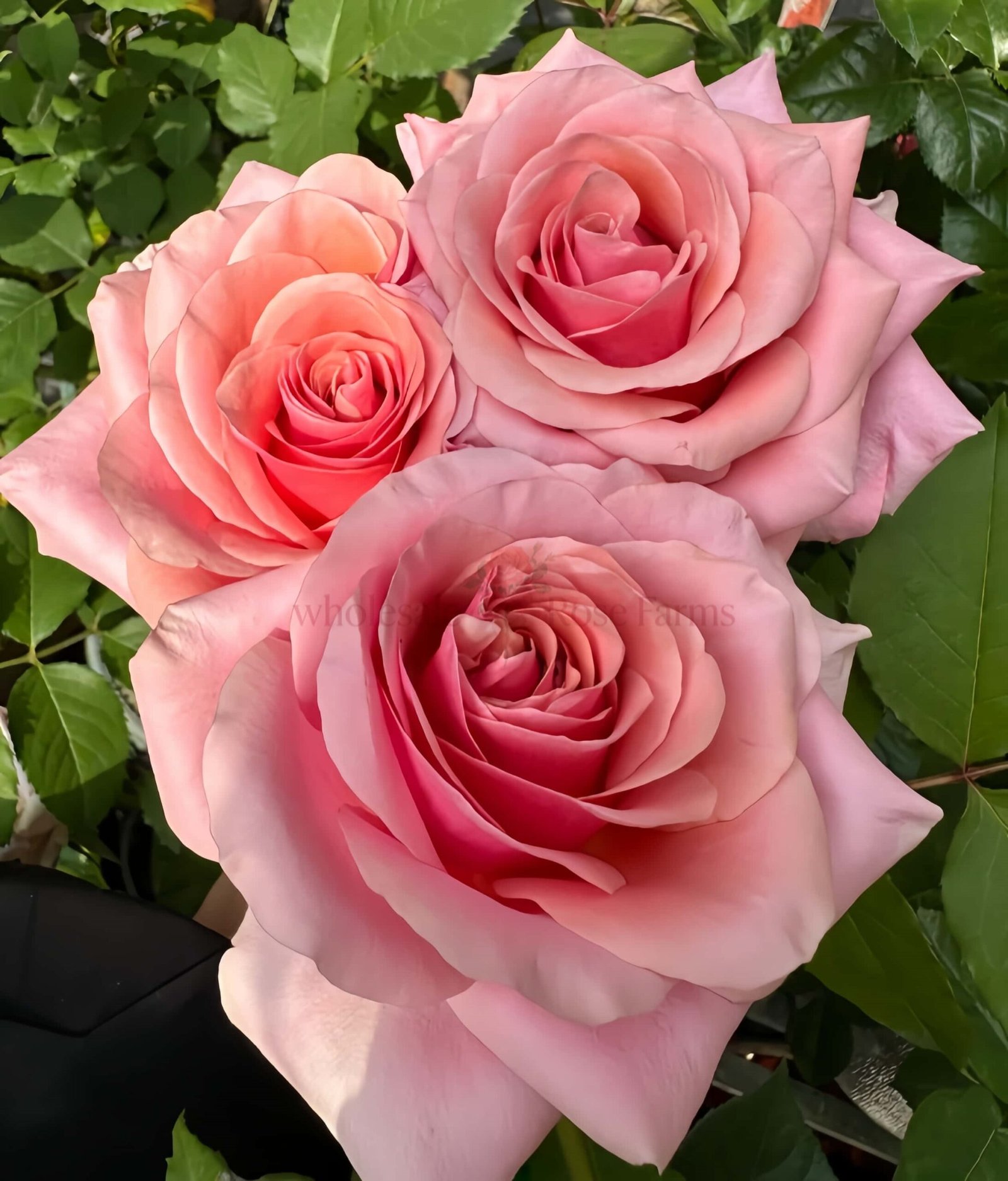 Pink Wave Rose plant丨Wholesale Rose Farms