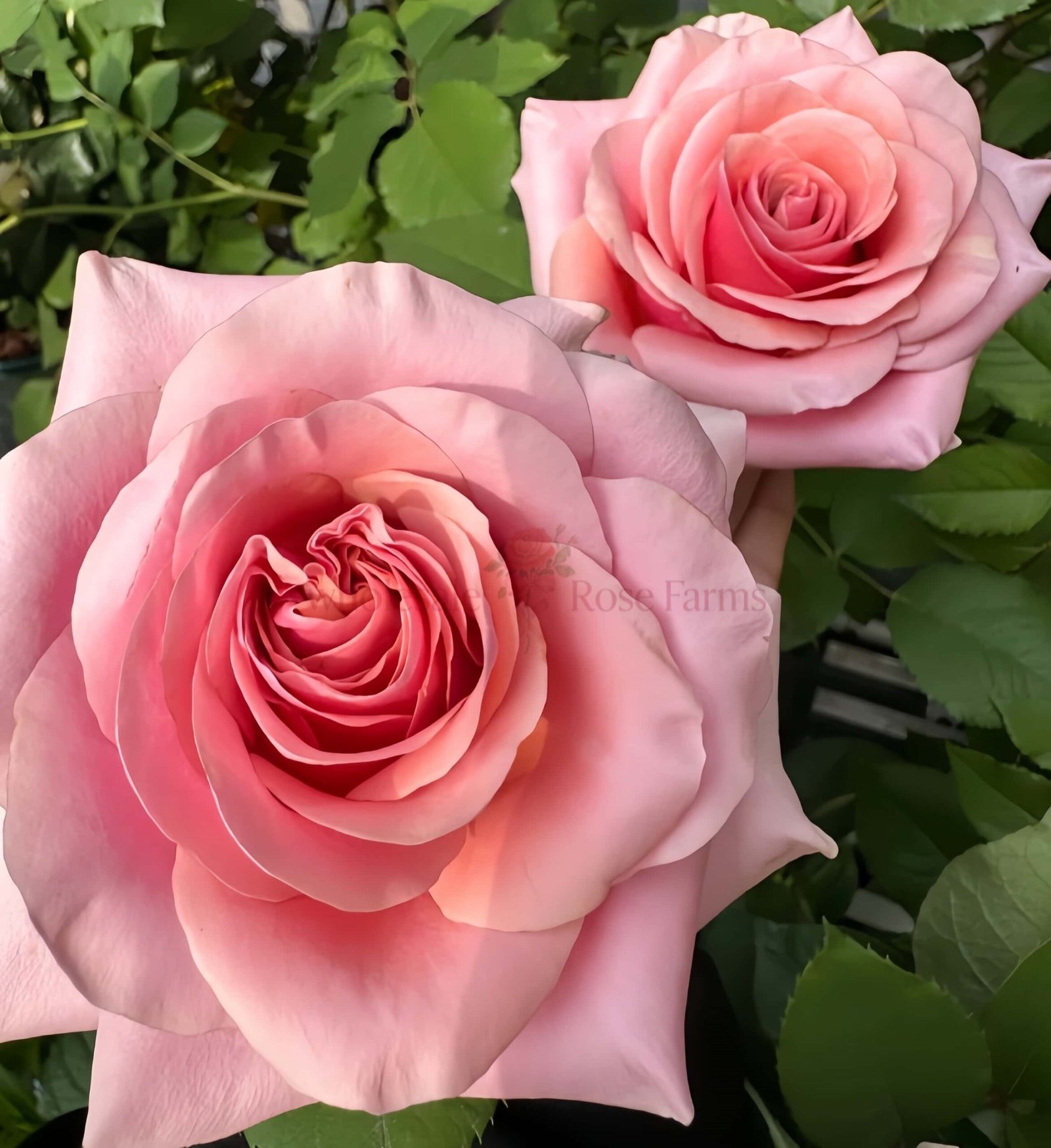 Pink Wave Rose丨Wholesale Rose Farms