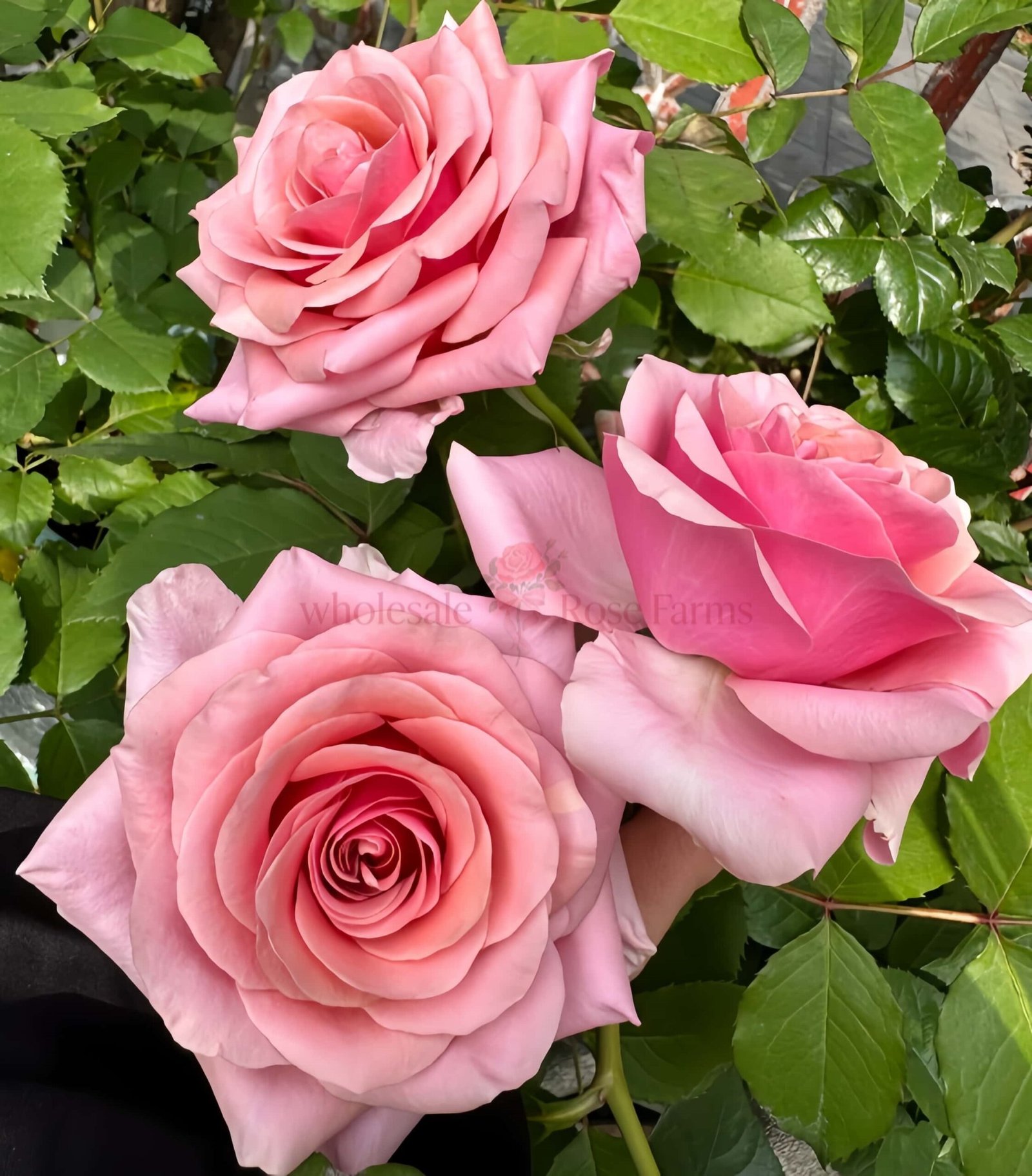 Pink Wave Rose for Wholesale丨Wholesale Rose Farms