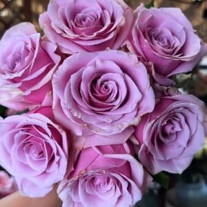 Prime Time Rose plant丨Wholesale Rose Farms