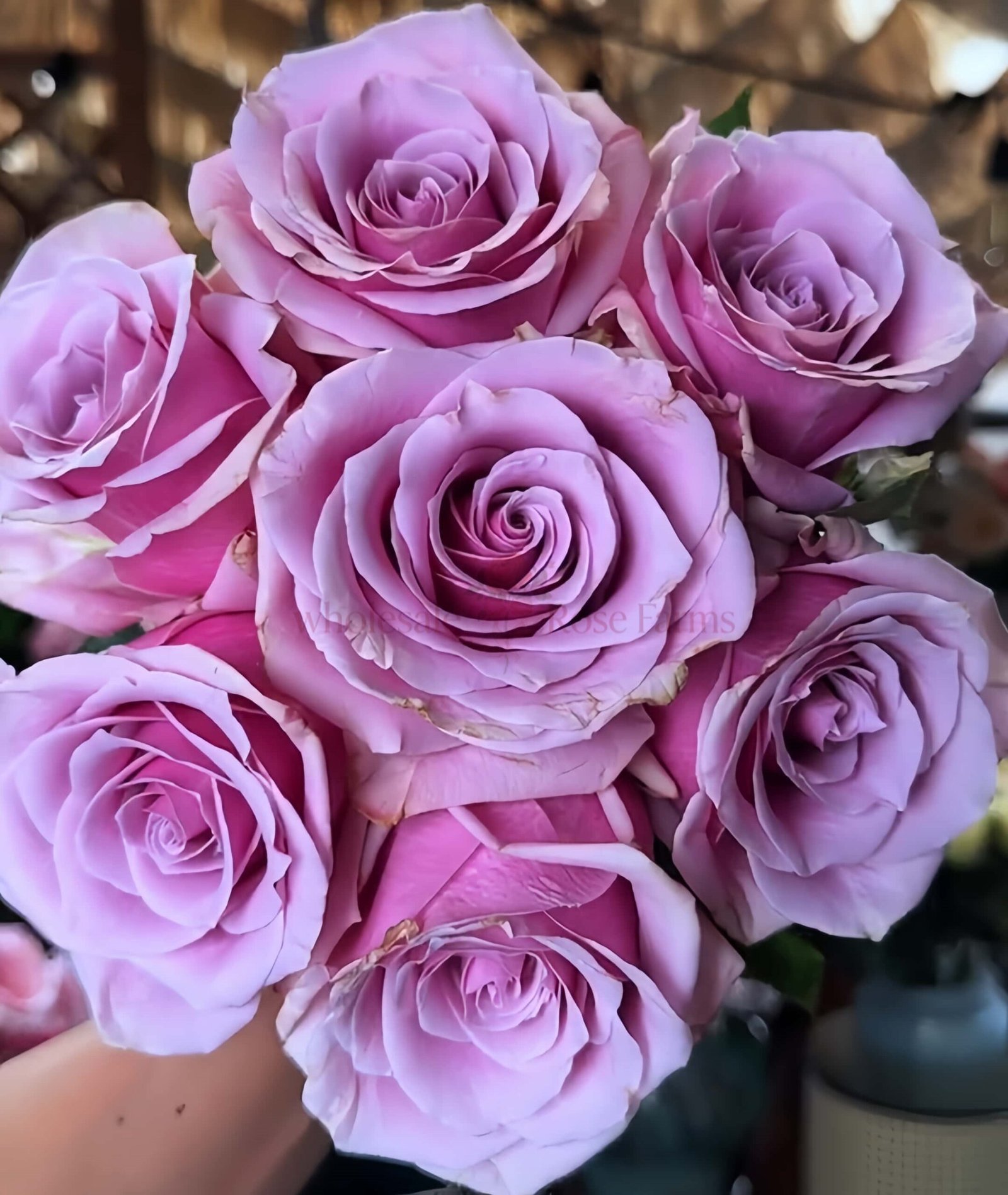 Prime Time Rose plant丨Wholesale Rose Farms