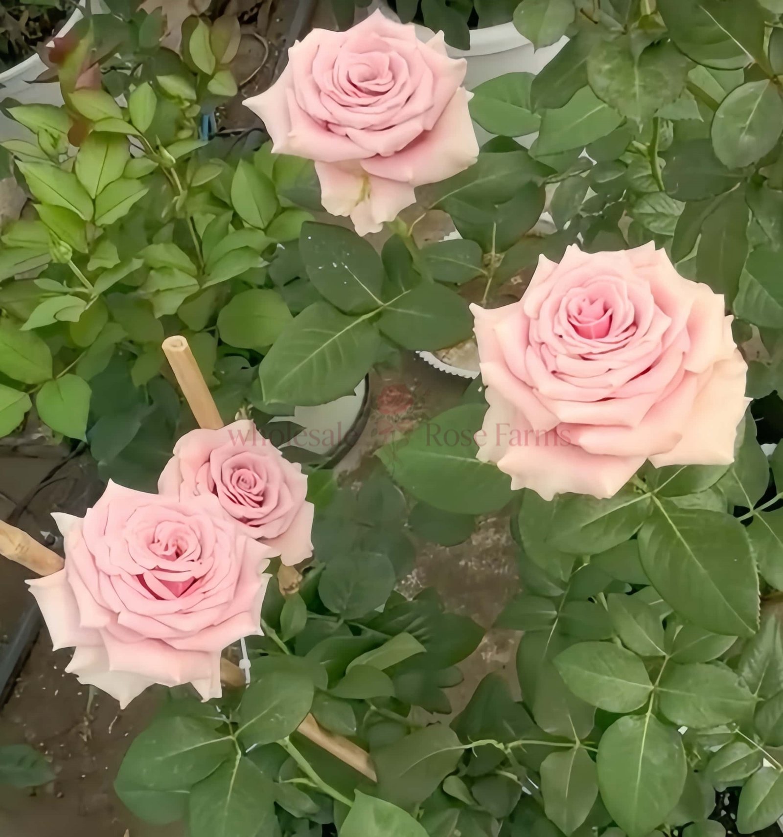 Prime Time Rose丨Wholesale Rose Farms