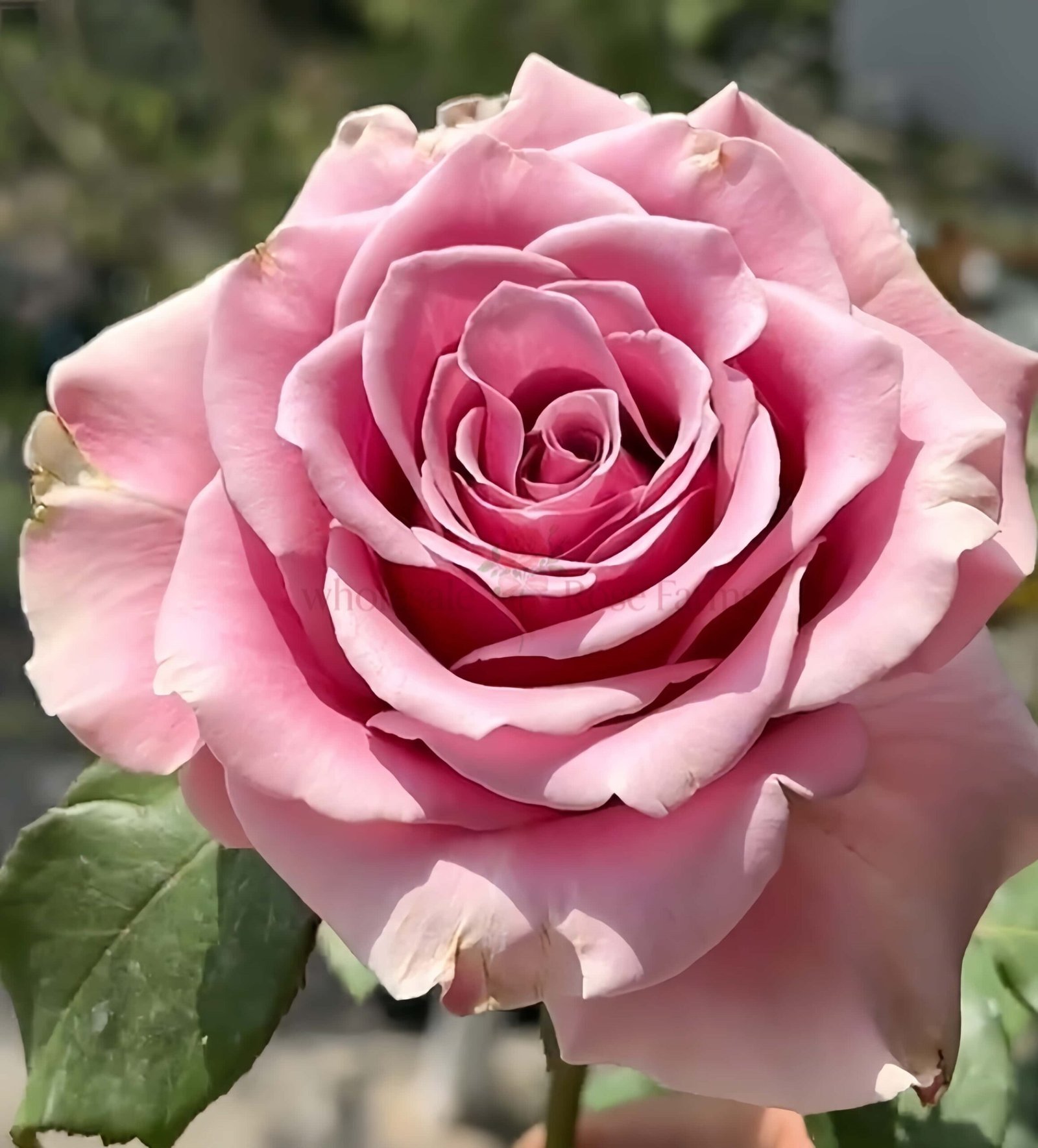 Prime Time Rose for Wholesale丨Wholesale Rose Farms