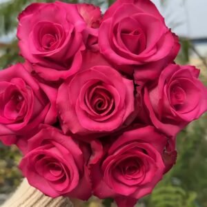 Purple Cezanne Rose plant丨Wholesale Rose Farms