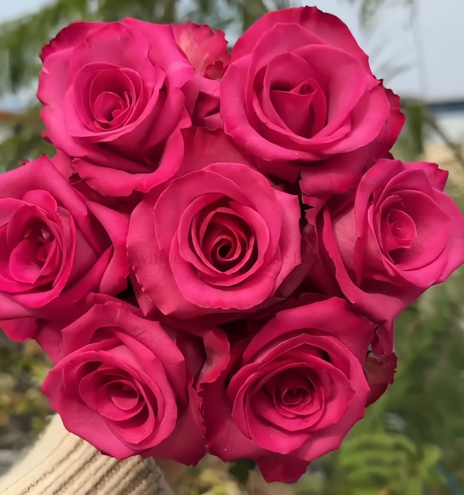 Purple Cezanne Rose plant丨Wholesale Rose Farms
