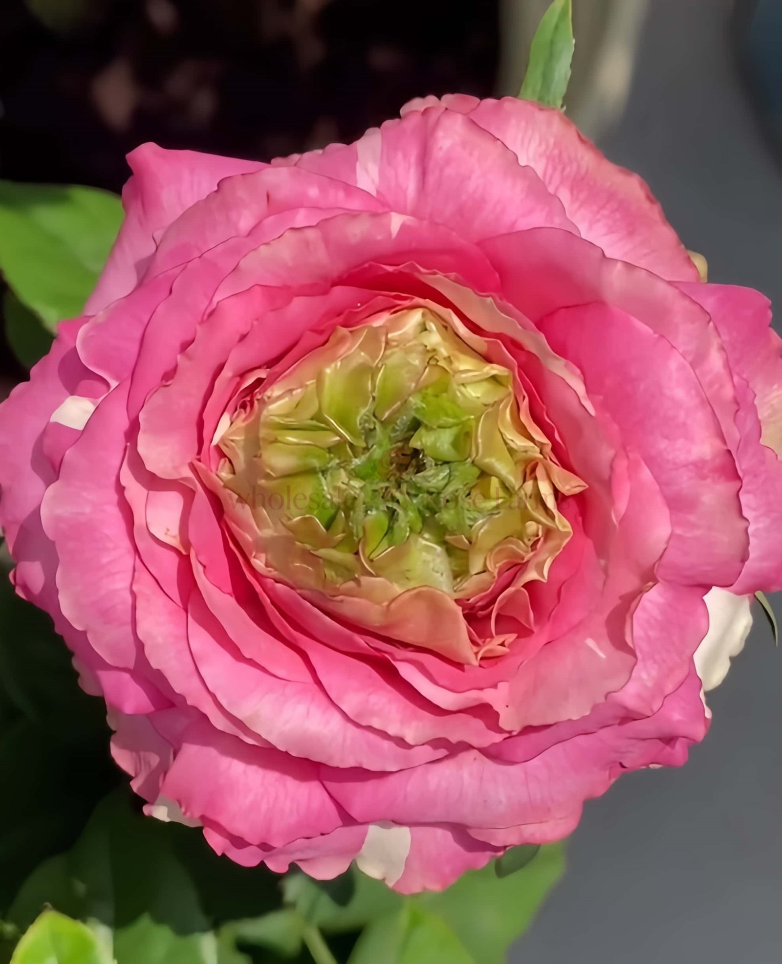 Purple Cezanne Rose丨Wholesale Rose Farms