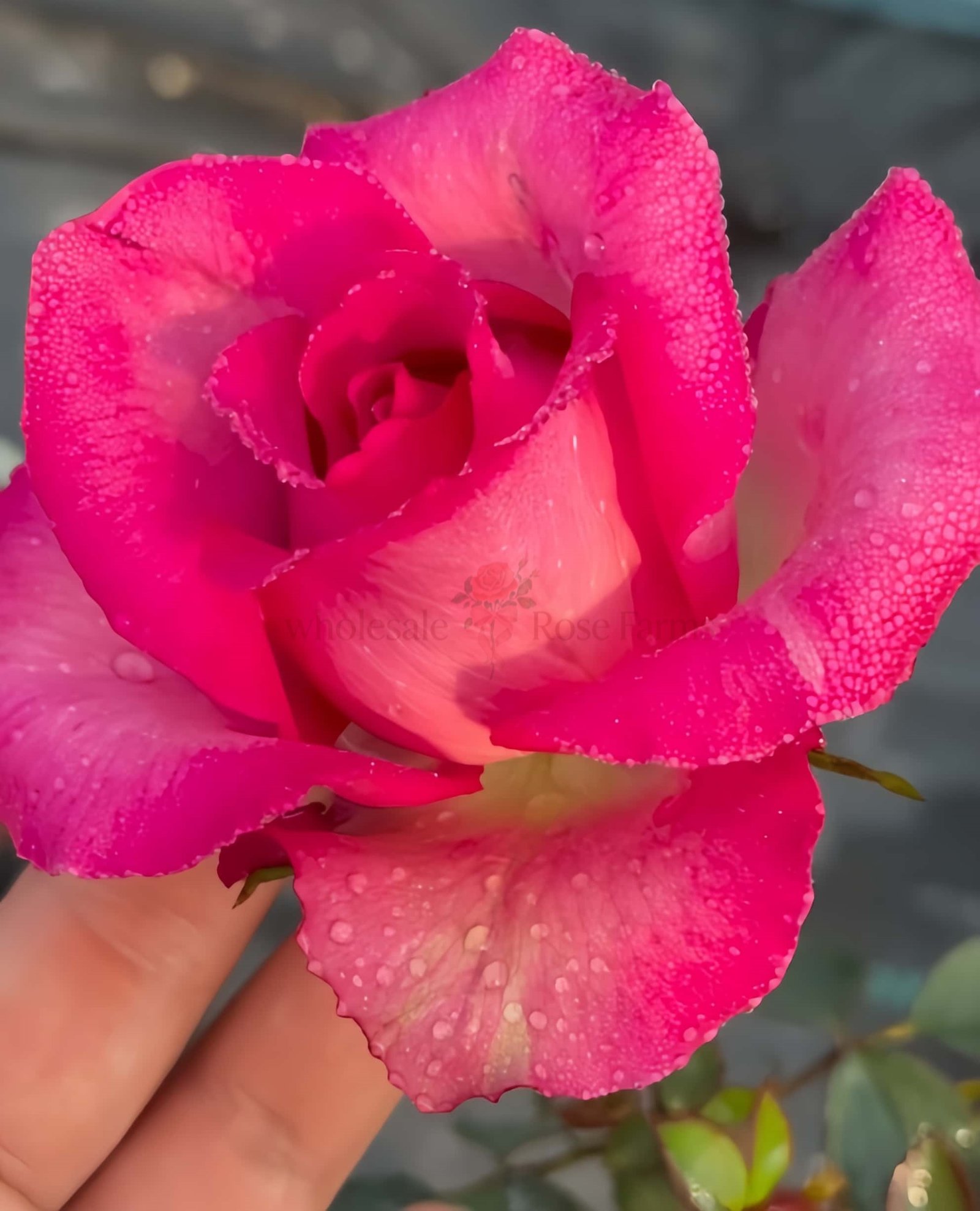 Purple Cezanne Rose for Wholesale丨Wholesale Rose Farms