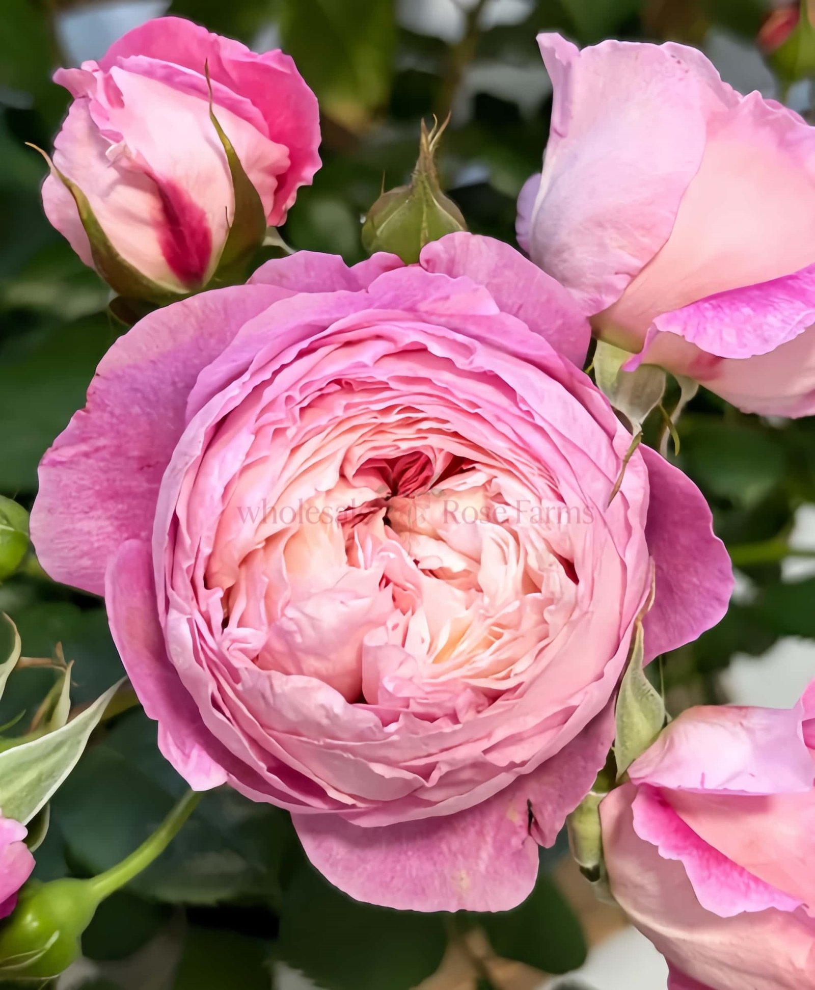 Purple Sweetheart Rose plant丨Wholesale Rose Farms