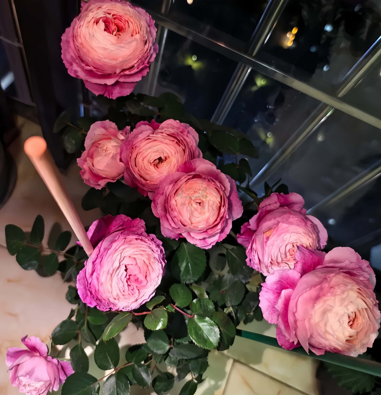 Purple Sweetheart Rose丨Wholesale Rose Farms
