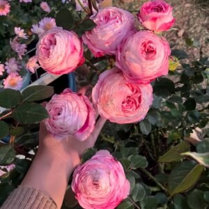 Purple Sweetheart Rose for Wholesale丨Wholesale Rose Farms