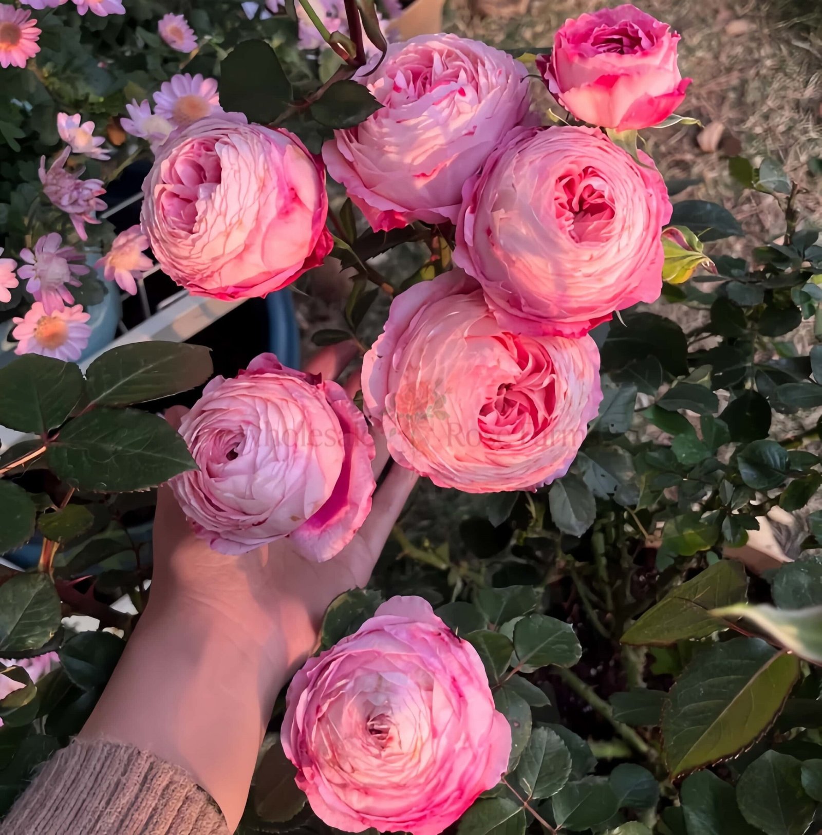 Purple Sweetheart Rose for Wholesale丨Wholesale Rose Farms