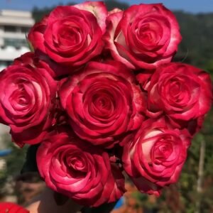 Raspberry Ice Rose plant丨Wholesale Rose Farms