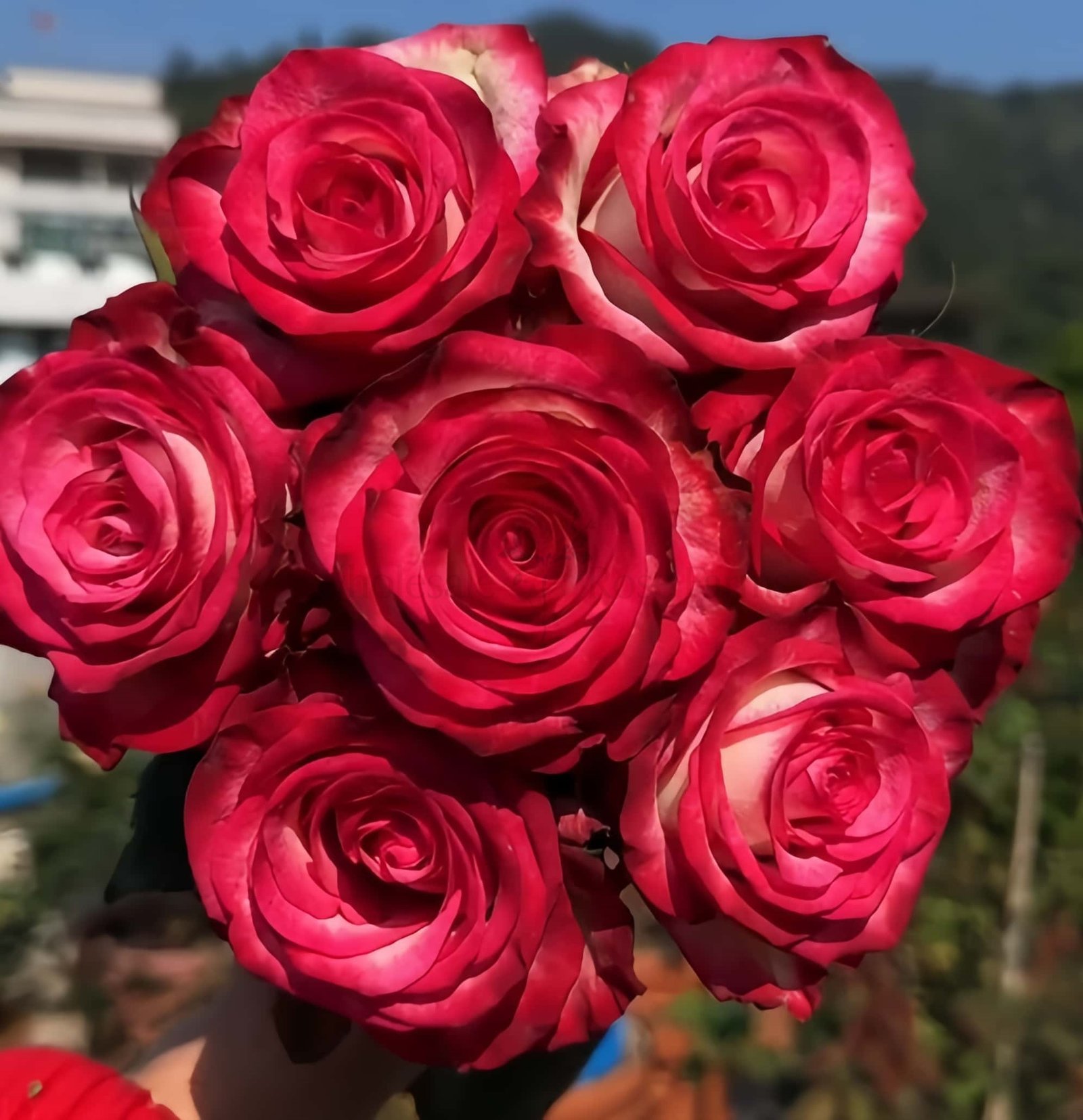Raspberry Ice Rose plant丨Wholesale Rose Farms