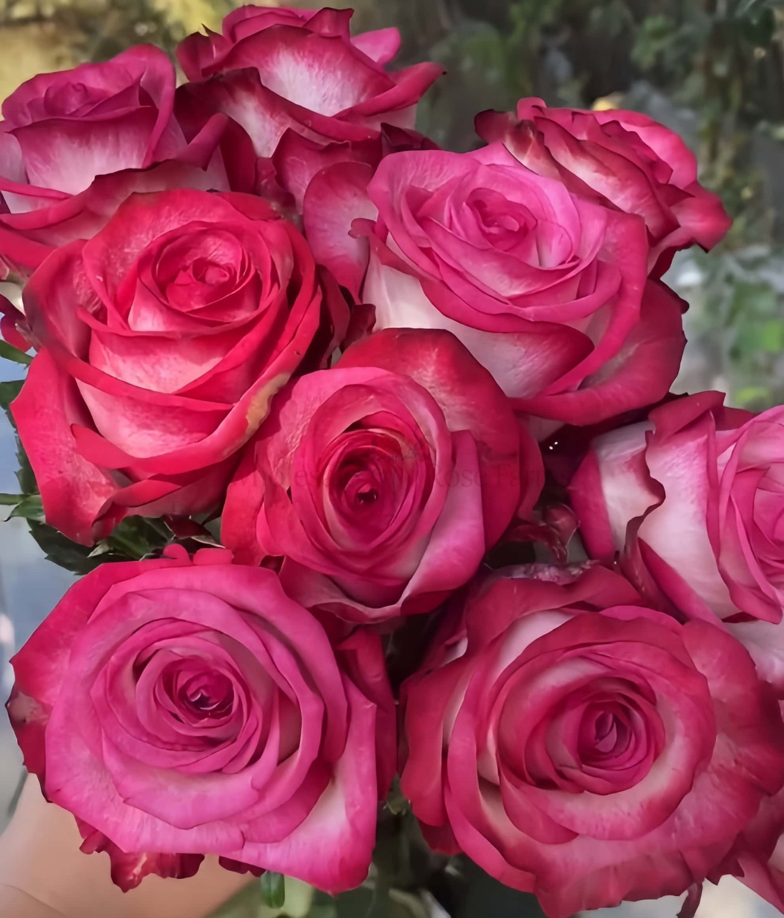 Raspberry Ice Rose丨Wholesale Rose Farms