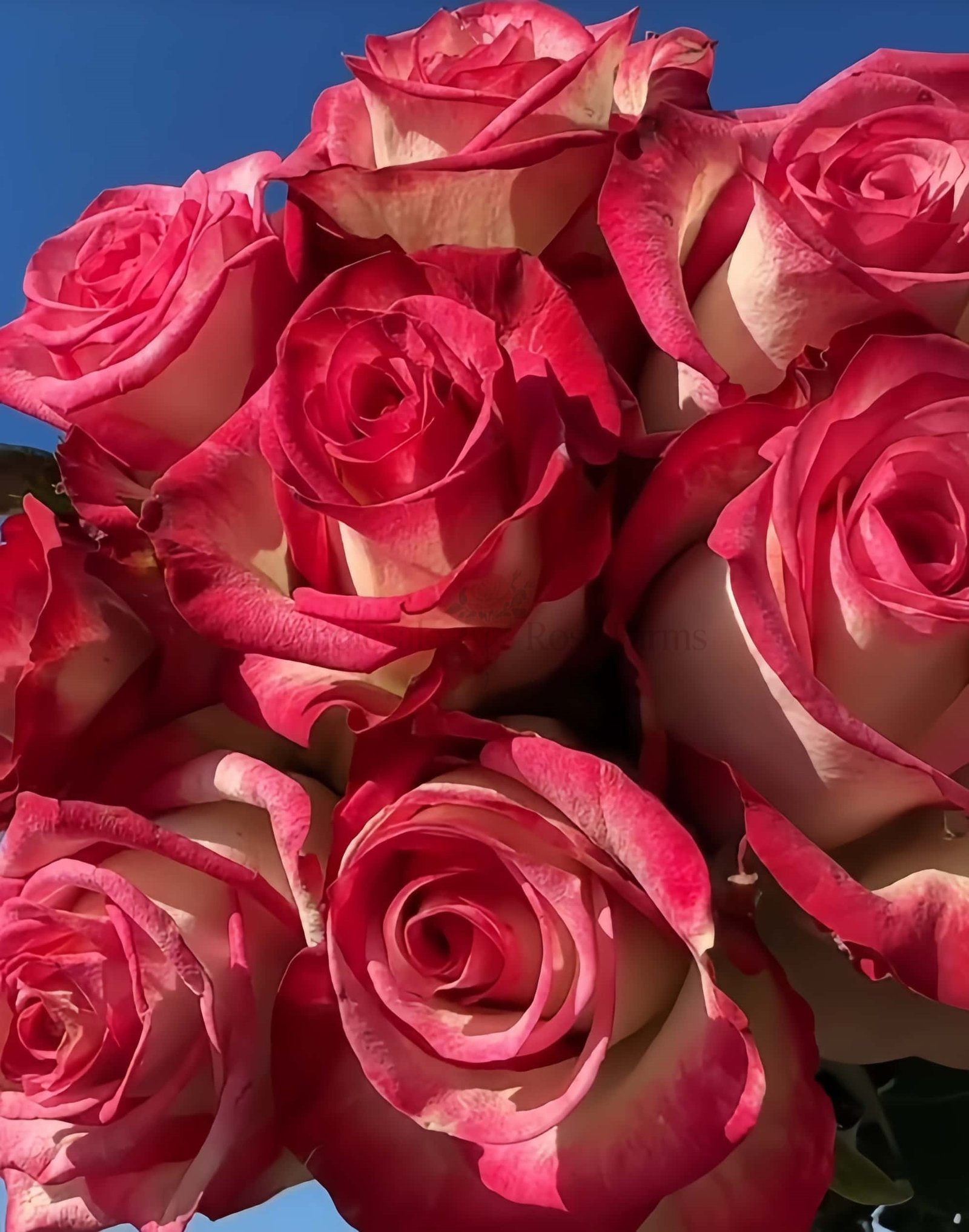 Raspberry Ice Rose for Wholesale丨Wholesale Rose Farms