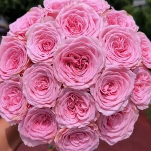 Rebellion Pinky Rose plant丨Wholesale Rose Farms