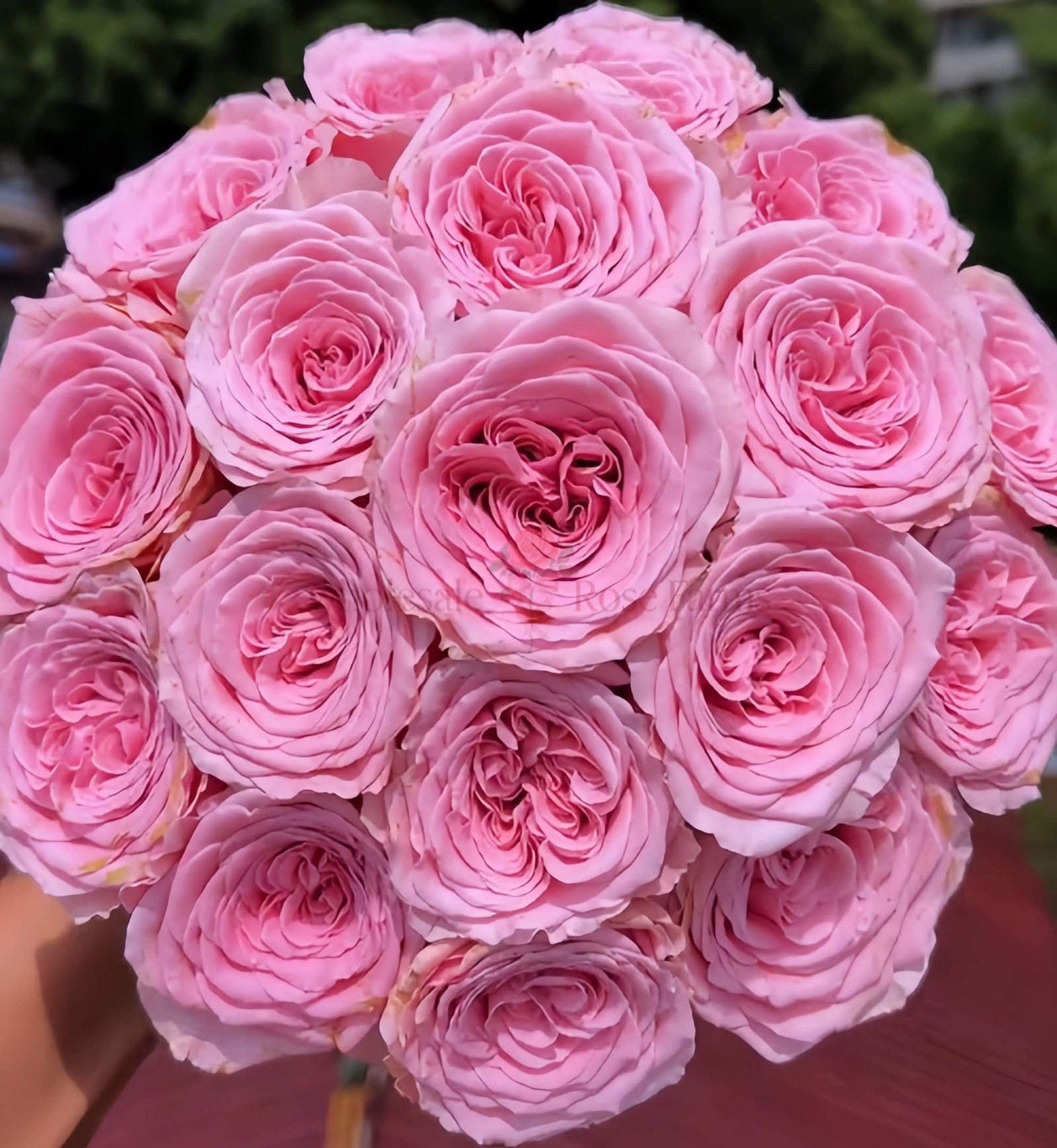 Rebellion Pinky Rose plant丨Wholesale Rose Farms