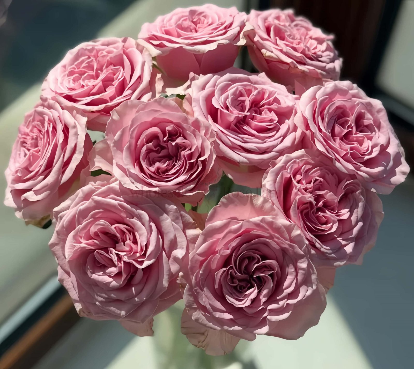Rebellion Pinky Rose丨Wholesale Rose Farms