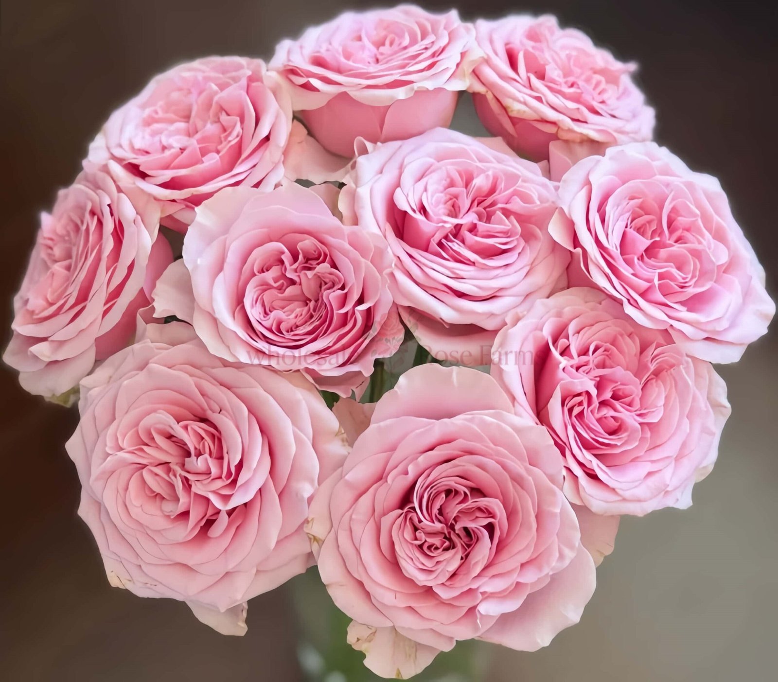 Rebellion Pinky Rose for Wholesale丨Wholesale Rose Farms