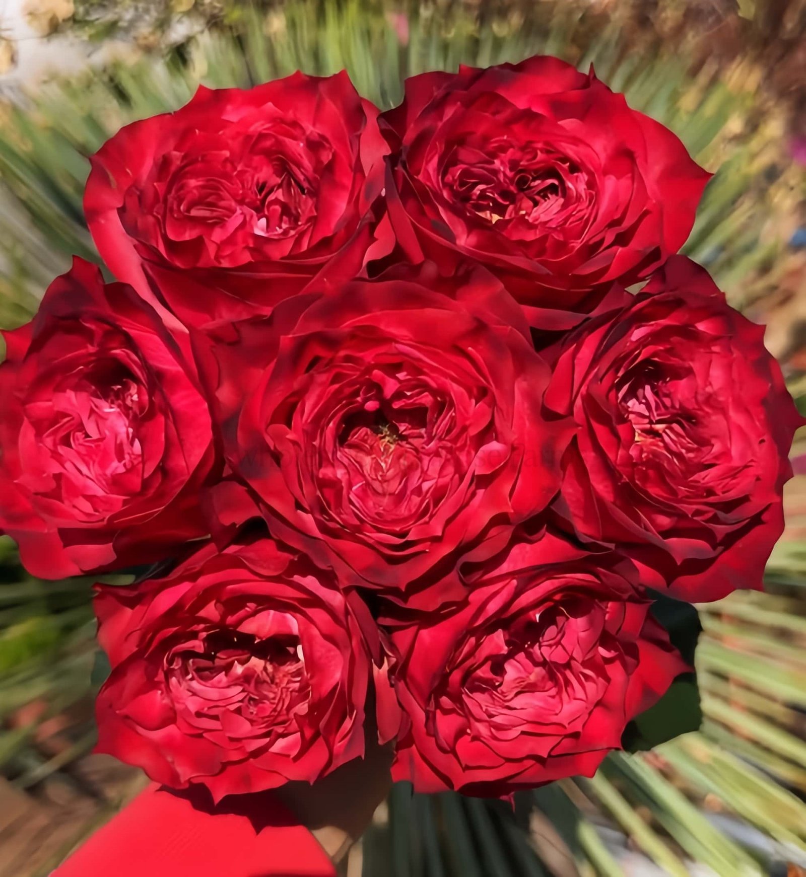 RedJack Rose for Wholesale丨Wholesale Rose Farms
