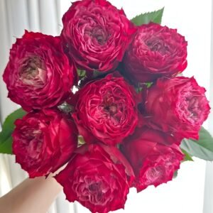 RedJack Rose丨Wholesale Rose Farms