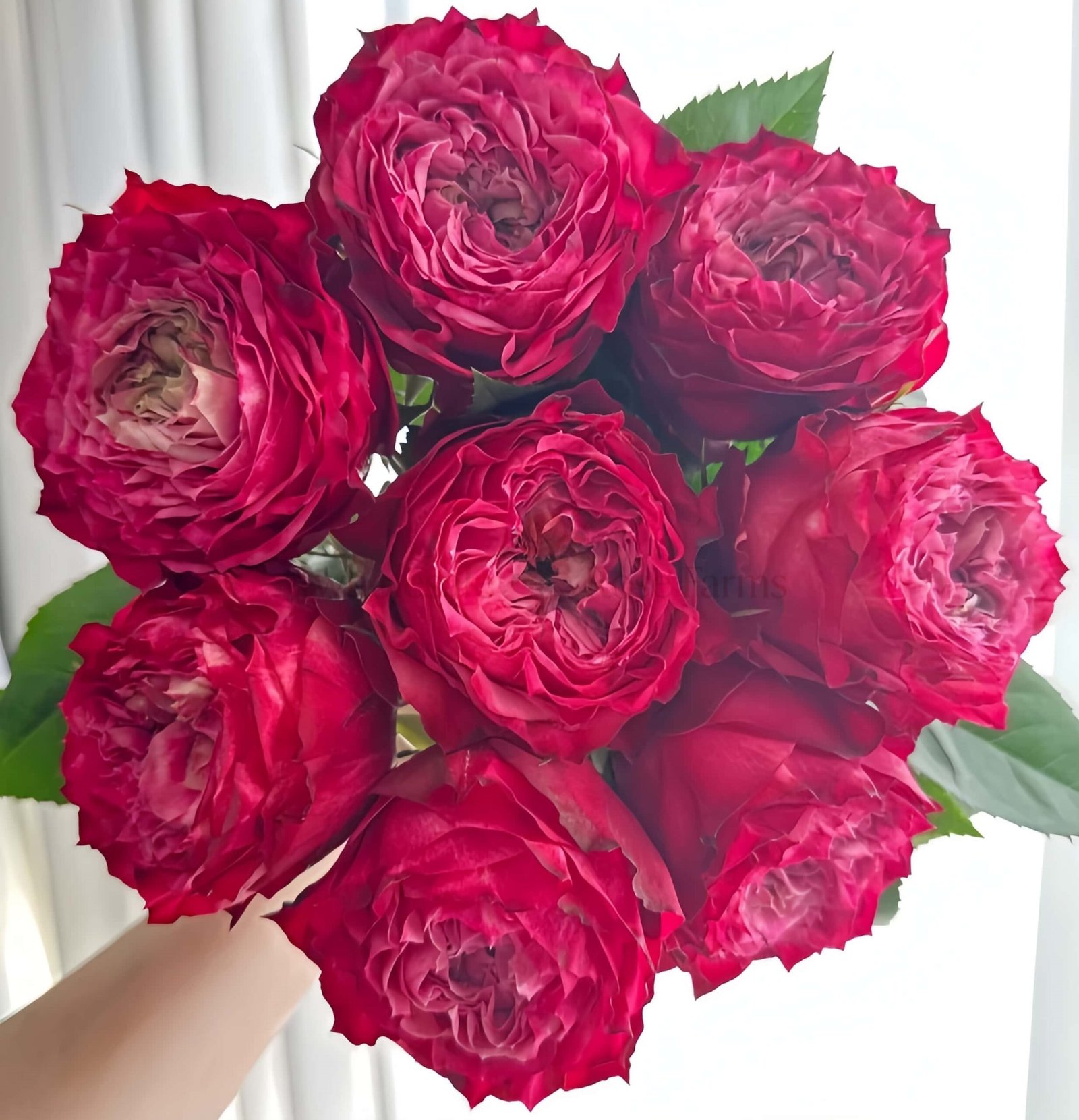 RedJack Rose丨Wholesale Rose Farms