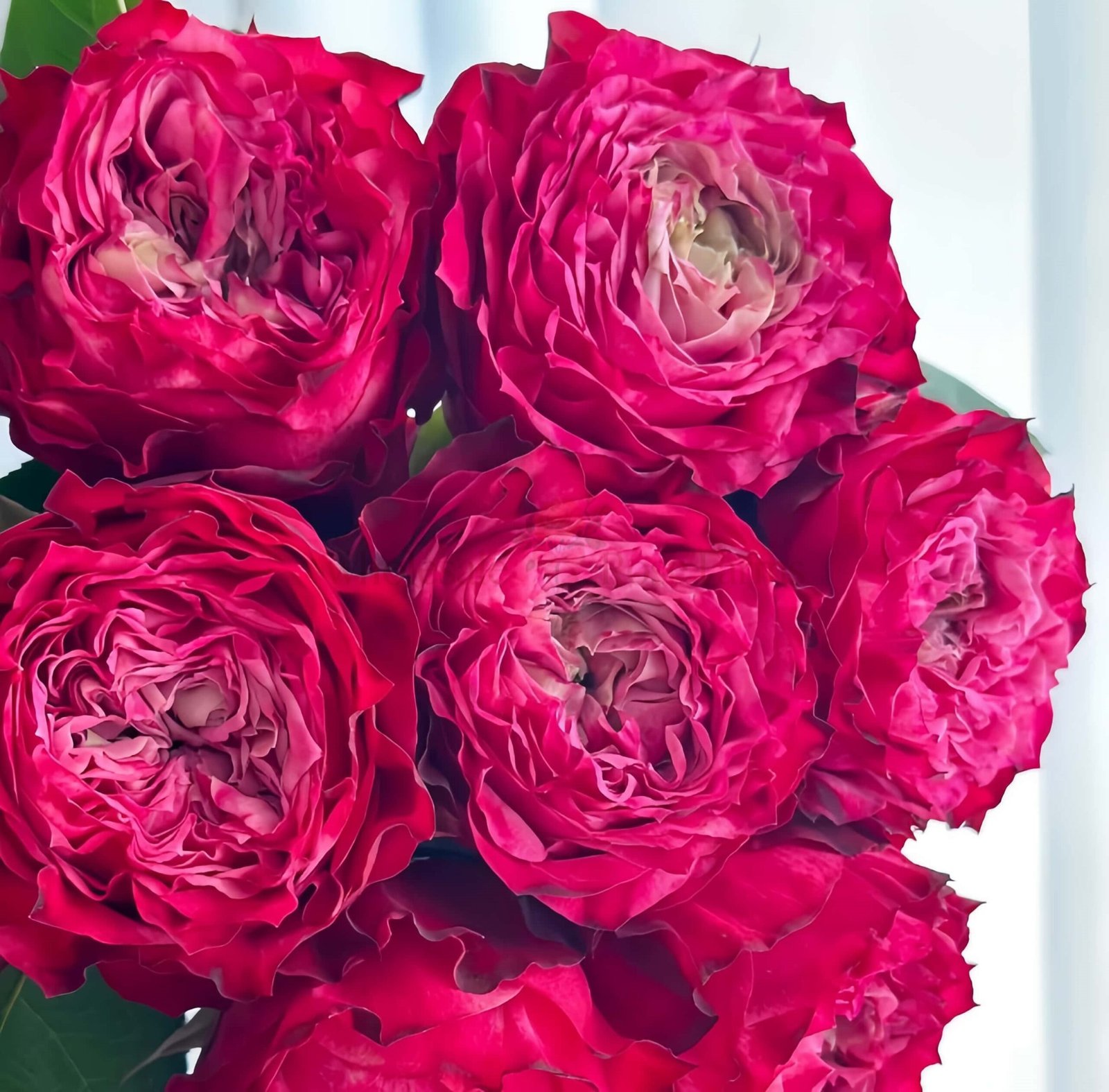 RedJack Rose plant丨Wholesale Rose Farms