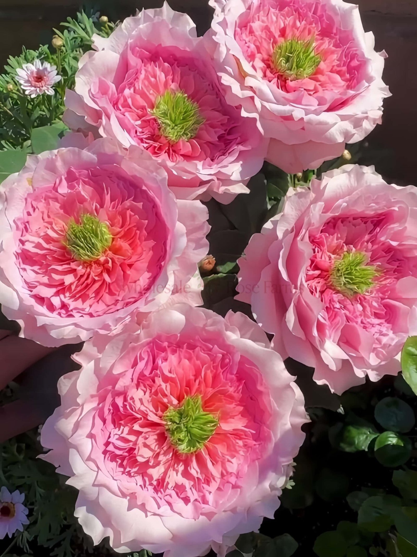 Serendipity Rose plant丨Wholesale Rose Farms
