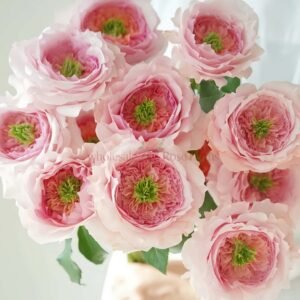 Serendipity Rose丨Wholesale Rose Farms