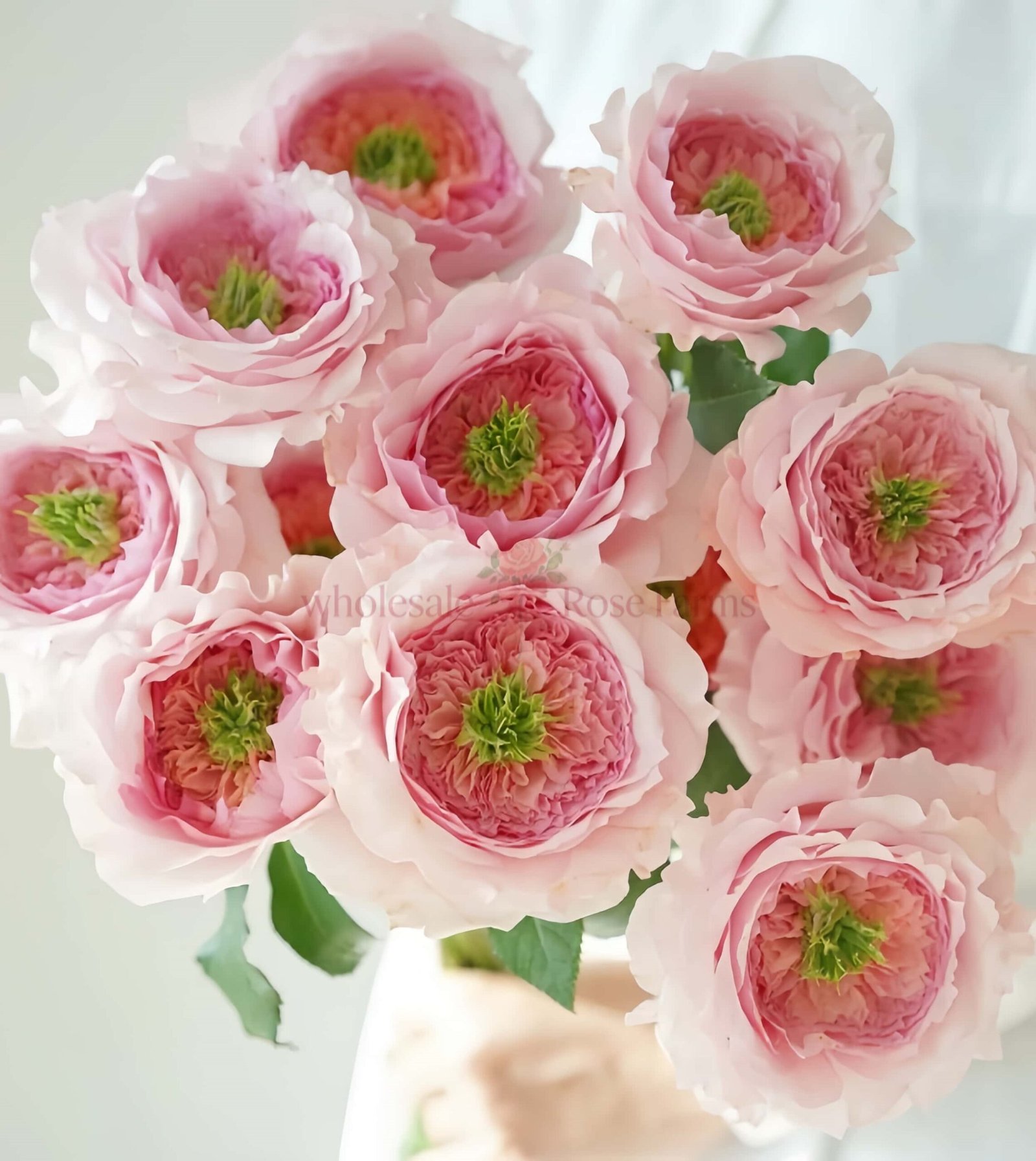 Serendipity Rose丨Wholesale Rose Farms