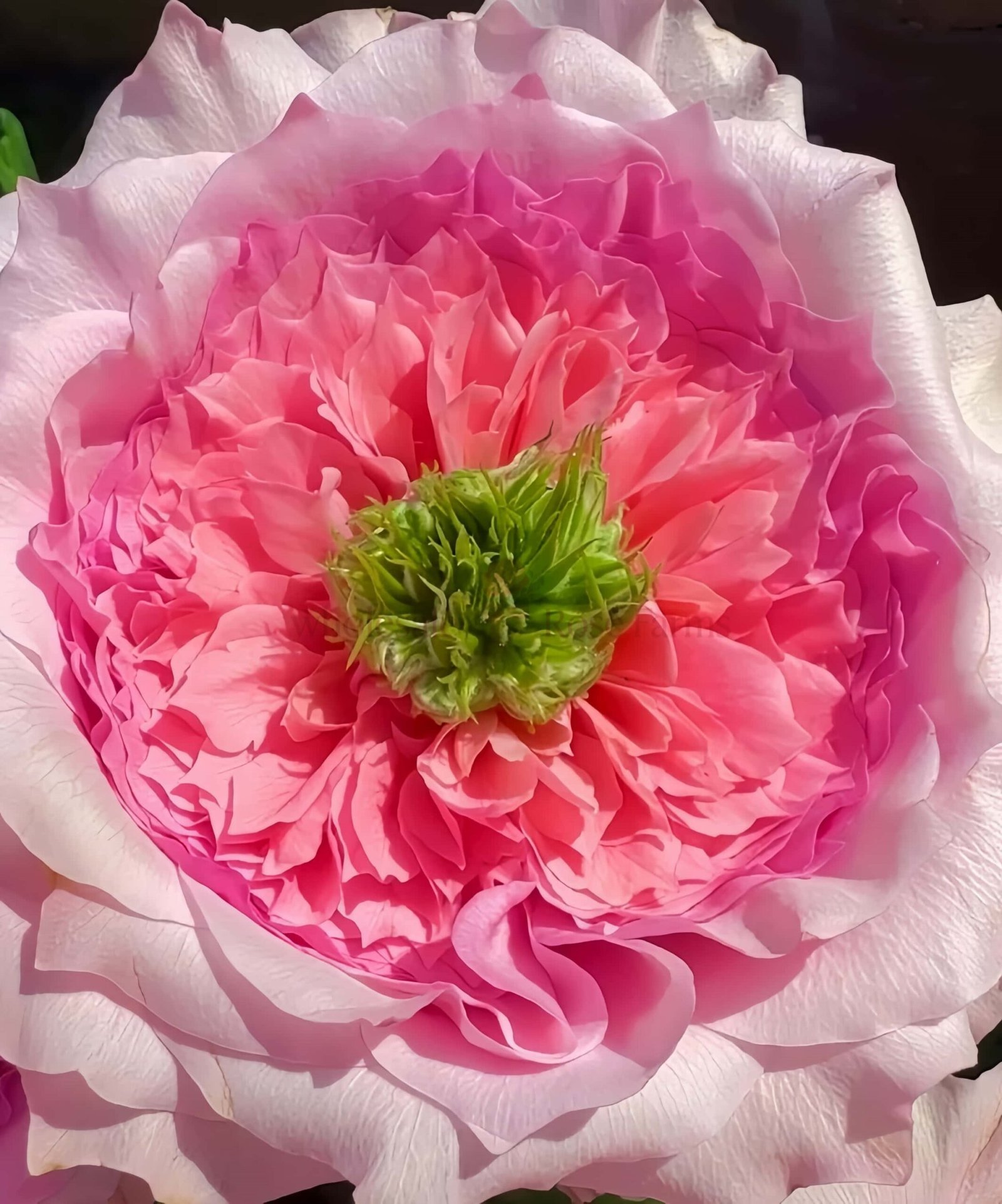 Serendipity Rose for Wholesale丨Wholesale Rose Farms