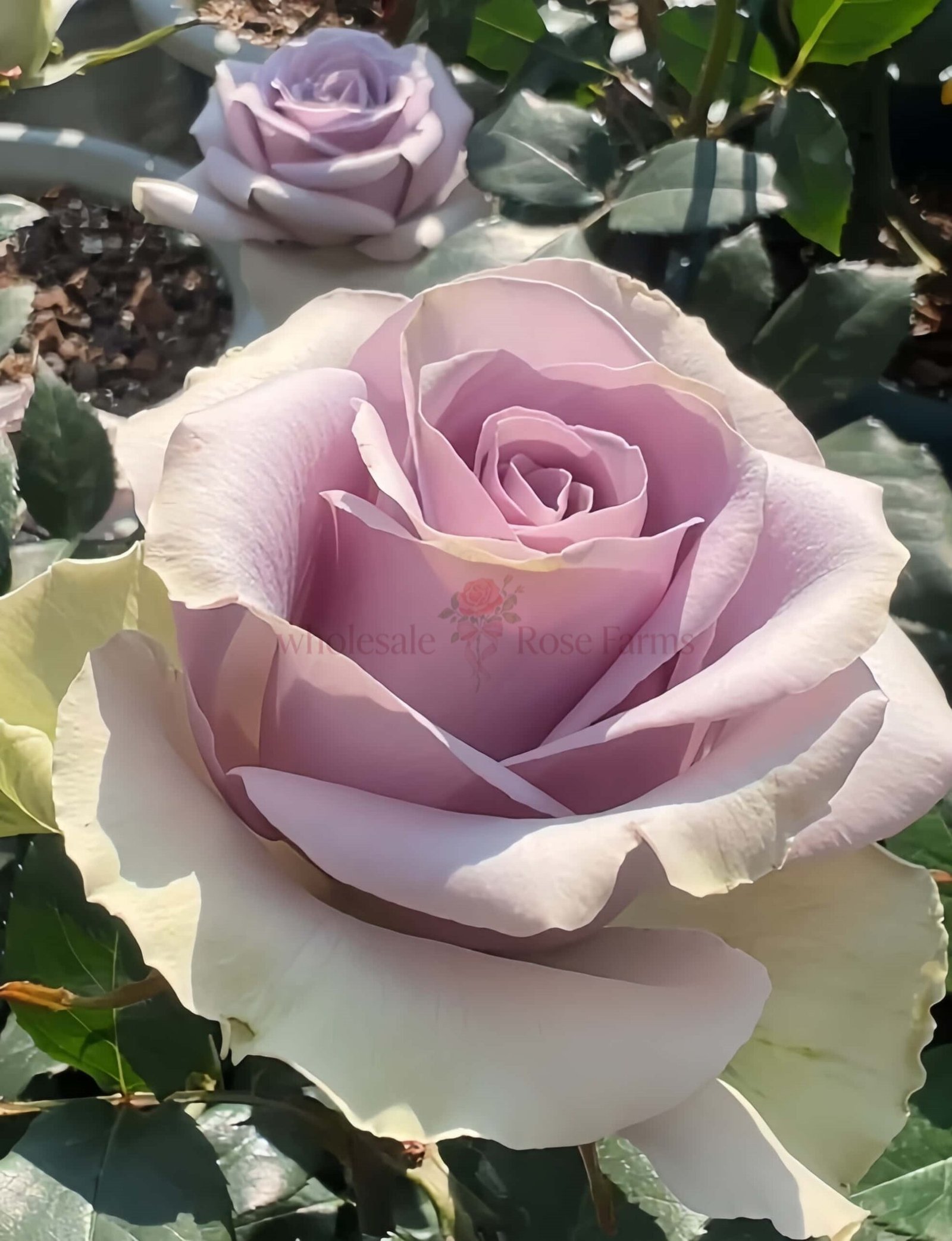 Shocking Blue Rose plant丨Wholesale Rose Farms