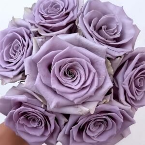 Shocking Blue Rose丨Wholesale Rose Farms
