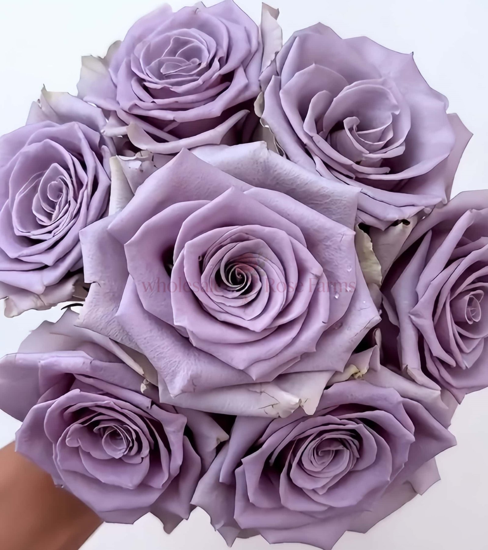 Shocking Blue Rose丨Wholesale Rose Farms