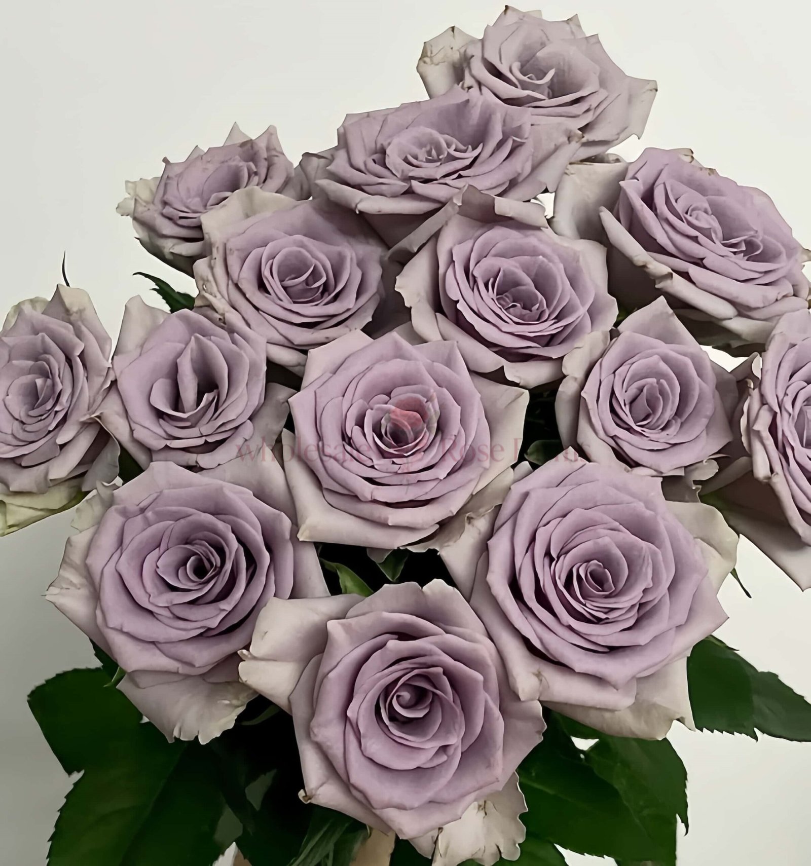 Shocking Blue Rose for Wholesale丨Wholesale Rose Farms